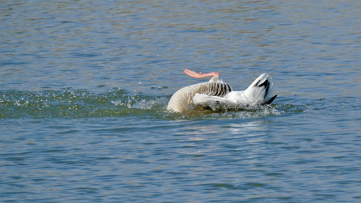 arpuffin's tweet photo. Per questa Oca selvatica (Anser anser) Greylag Goose un perfetto up and down, presso la ZPS -SIC Manzolino Tivoli MO-BO, Gennaio 2023, foto di @arpuffin #birds #birdwatching #EmiliaRomagna #Italy #Anseranser #Greylaggoose https://t.co/0f9O2f2pFN
