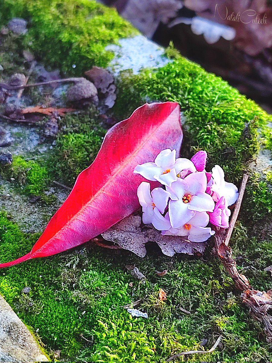 May your day be pleasant and positive! 😊
🌿🌸🌿
#cuteeli #NaturePhotography #love #art #beautiful #nature #positive #garden #cute #scenery #spring #flowers #forest #wildlife #beauty #gardening #floristics #moss #red #leaf #TwitterNatureCommunity