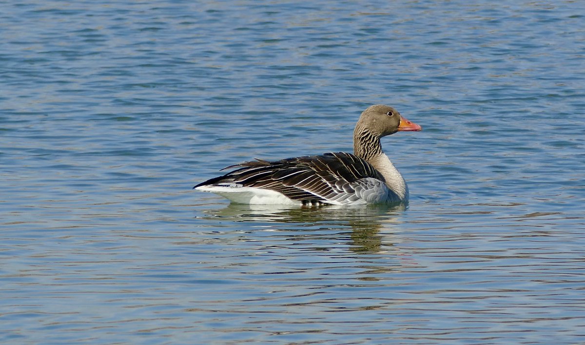 arpuffin's tweet photo. Per questa Oca selvatica (Anser anser) Greylag Goose un perfetto up and down, presso la ZPS -SIC Manzolino Tivoli MO-BO, Gennaio 2023, foto di @arpuffin #birds #birdwatching #EmiliaRomagna #Italy #Anseranser #Greylaggoose https://t.co/0f9O2f2pFN