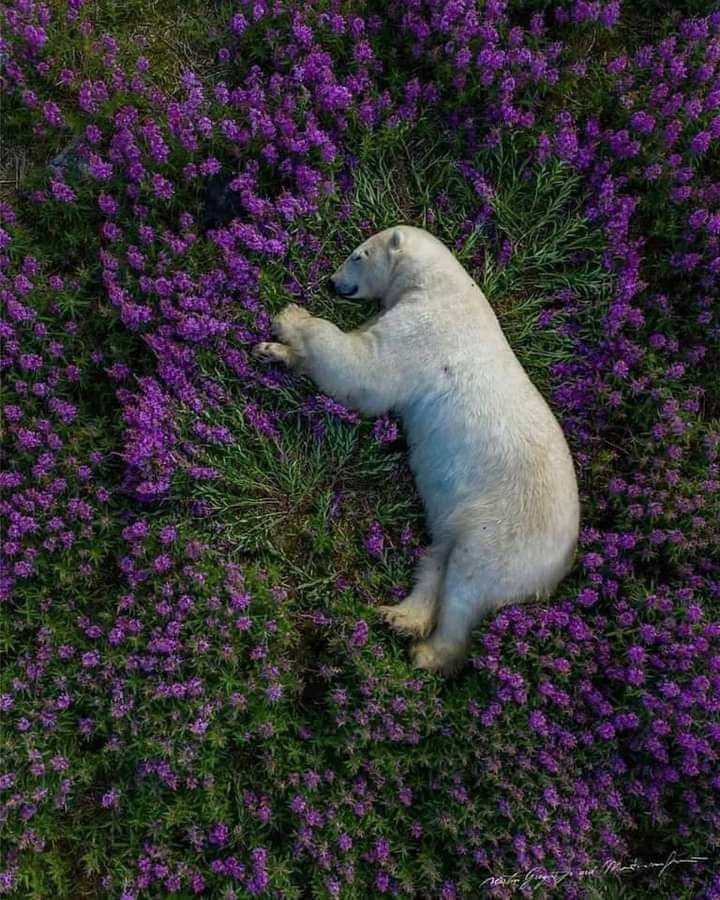 ❃❃❃ SO BEAUTIFUL 🥰💜😍
#nature #wildlifephotography #wildlife
