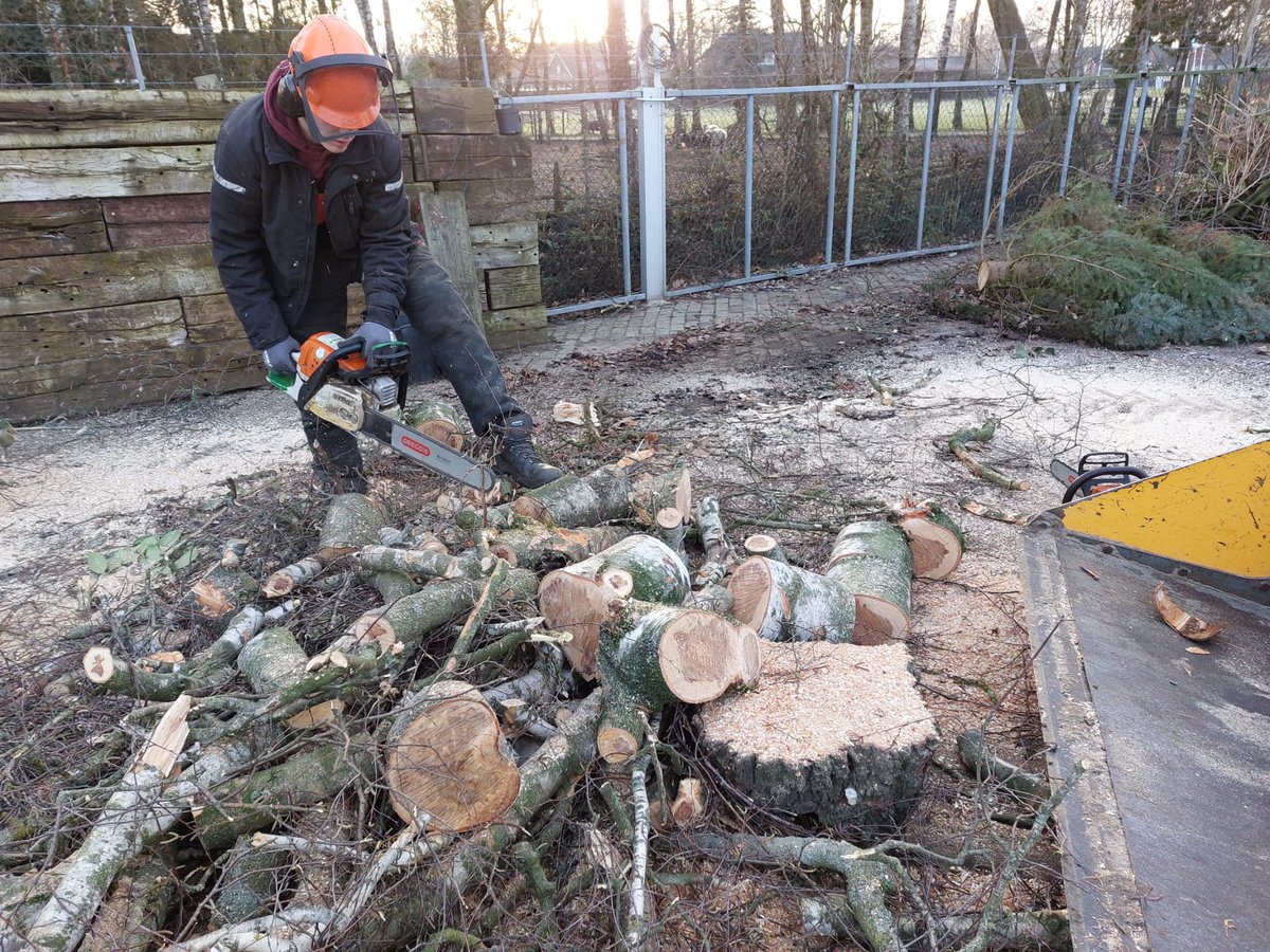 Oscarsgroen's tweet photo. In deze mooie #winterweek met nachtelijke #vorst & #winterzon overdag, snoeien de #hoveniers de bomen, #knotten ze de #wilgen, dunnen ze se singels uit, versnipperen ze het #snoeihout, snoeien ze vakkundig de #fruitbomen, zagen ze de berken weg & kleinzagen ze voor de houtkachel https://t.co/V6533q55JW