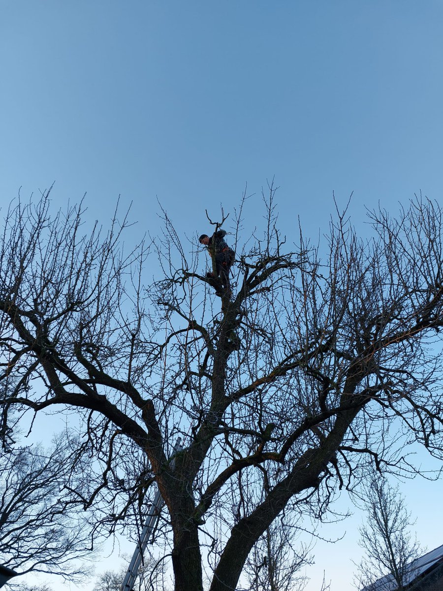 Oscarsgroen's tweet photo. In deze mooie #winterweek met nachtelijke #vorst & #winterzon overdag, snoeien de #hoveniers de bomen, #knotten ze de #wilgen, dunnen ze se singels uit, versnipperen ze het #snoeihout, snoeien ze vakkundig de #fruitbomen, zagen ze de berken weg & kleinzagen ze voor de houtkachel https://t.co/V6533q55JW