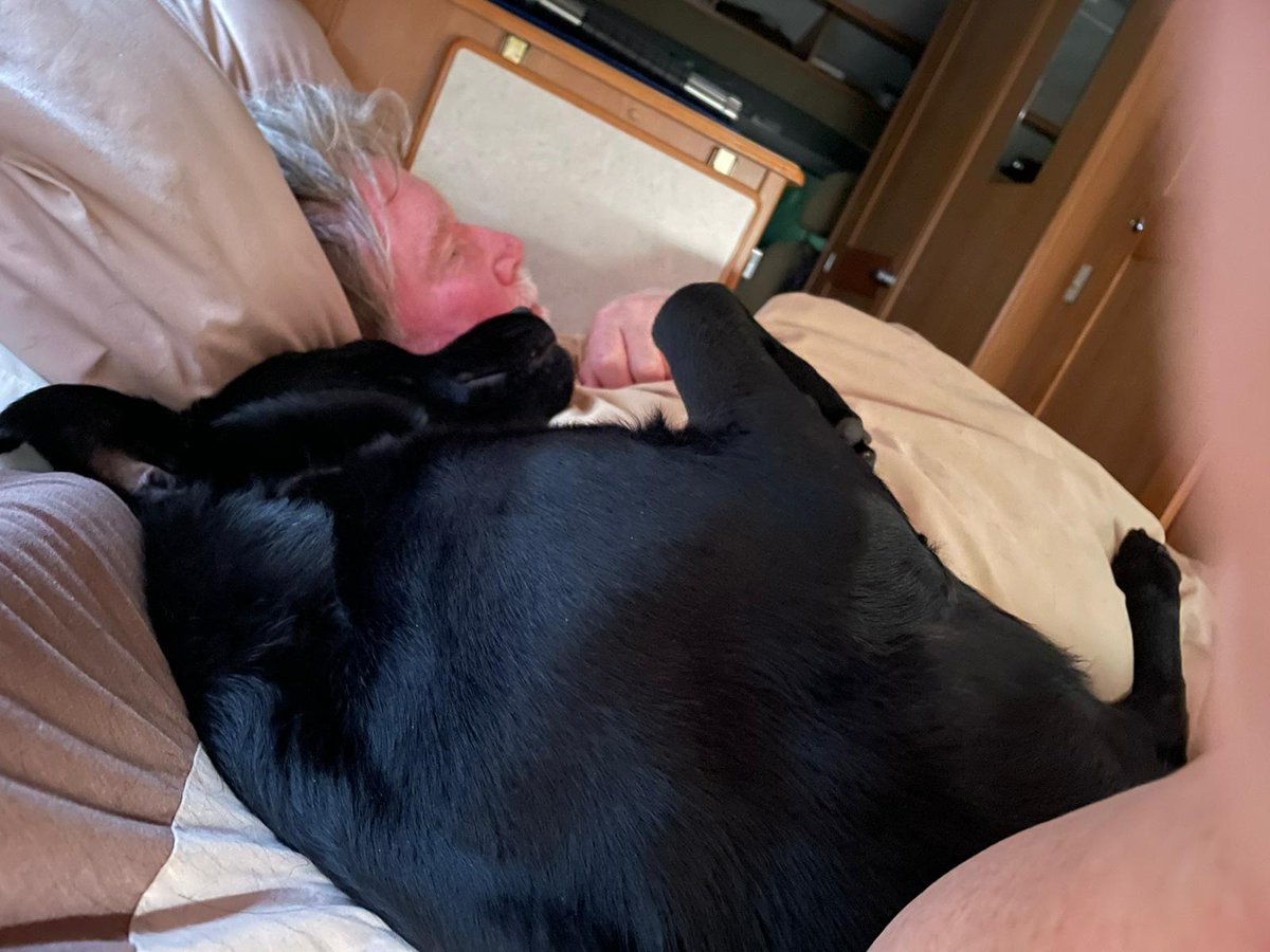 FurbabyPrince's tweet photo. Well, im on my #holibobs in my #mobilekennel. My humons wouldn't get up, so I got in bed with them for a snooze. 5st #LeotheLab landed, #BOL they got up. https://t.co/koVBFQt6pJ