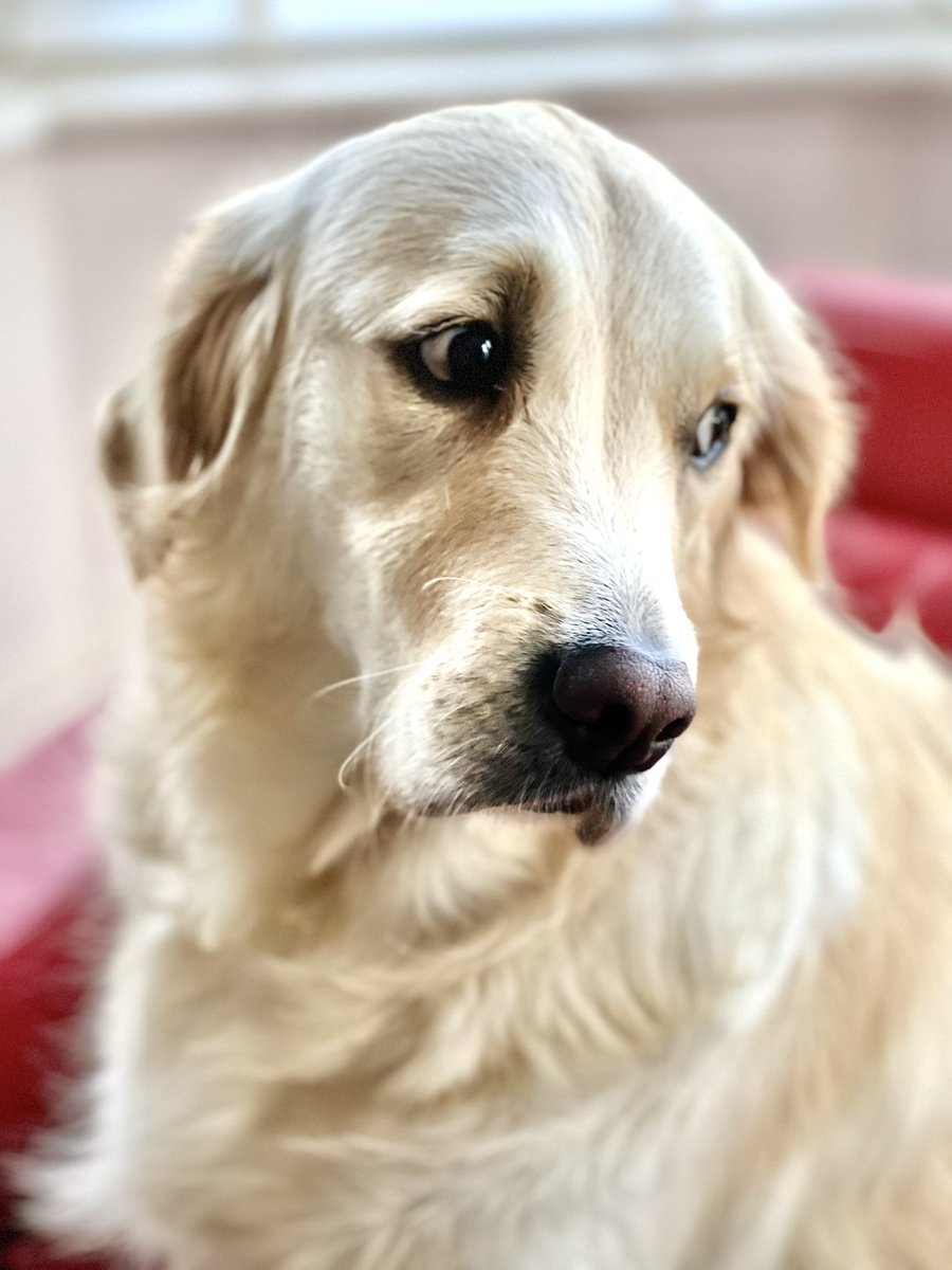 Reece Dinsdale tweet media