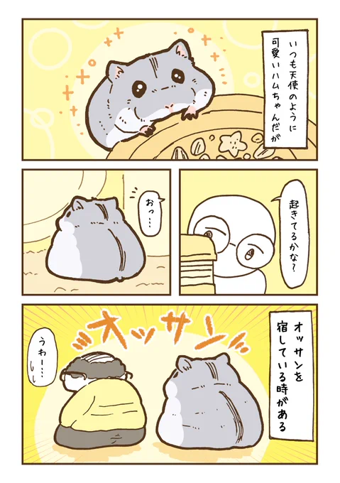 ハムスター、割とオッサン
 #ハムスターのいる暮らし 