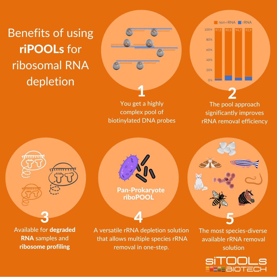 siTOOLsBiotech's tweet photo. In need of efficient rRNA removal 😎 for RNA-Seq or Ribo-Seq? Read more about the benefits of using #riboPOOLs for your next experiment: https://t.co/zGCdo98AYu #ribosomeprofiling #RNAresearch #siTOOLs https://t.co/7EEVBKzF4s