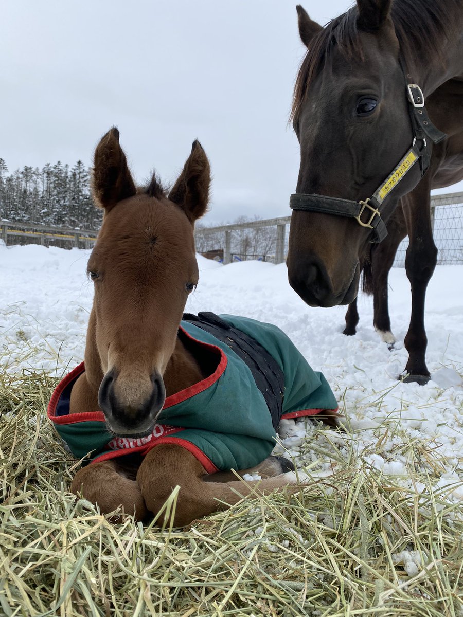 雪まみれがかわいすぎるー❤️

#LakeVillaFarm
#ホウオウヒミコ 