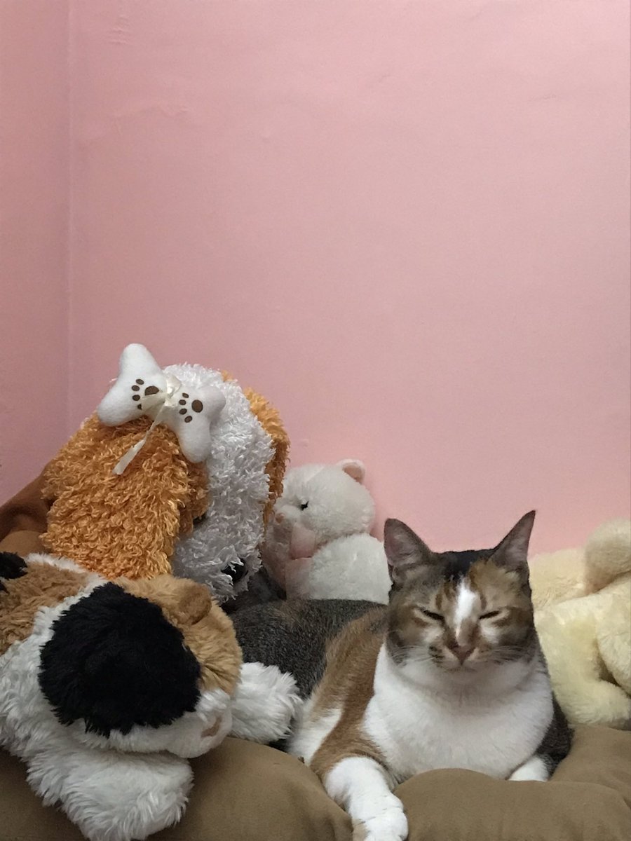 cheki oyip cayo tweet media