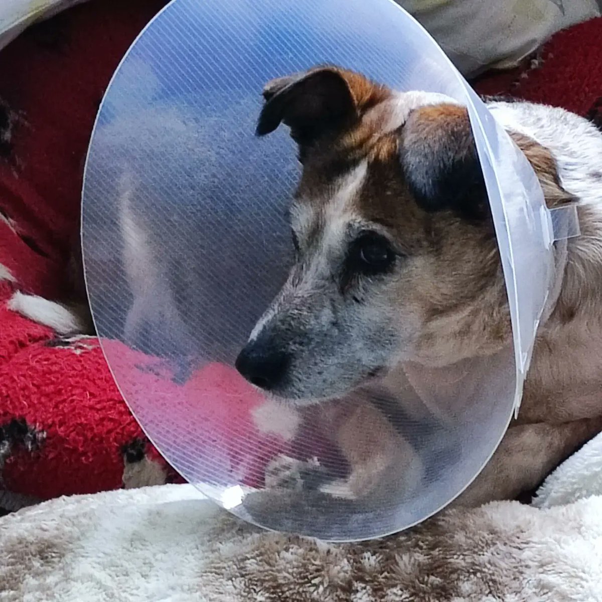 scumfc1005's tweet photo. This one is grounded for a few days at the moment after her leg op. She's not happy at all and driving us crackers as she wants her walkies. #annietherommie @BMDRdogs #bmdr #DogsofTwittter #Dog https://t.co/VnkpaKFo7M