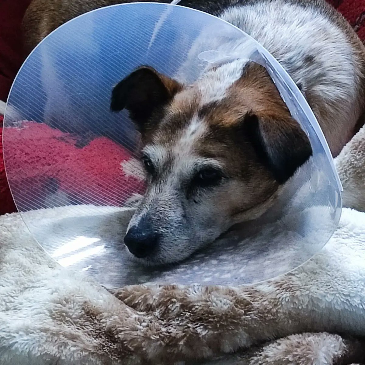 scumfc1005's tweet photo. This one is grounded for a few days at the moment after her leg op. She's not happy at all and driving us crackers as she wants her walkies. #annietherommie @BMDRdogs #bmdr #DogsofTwittter #Dog https://t.co/VnkpaKFo7M