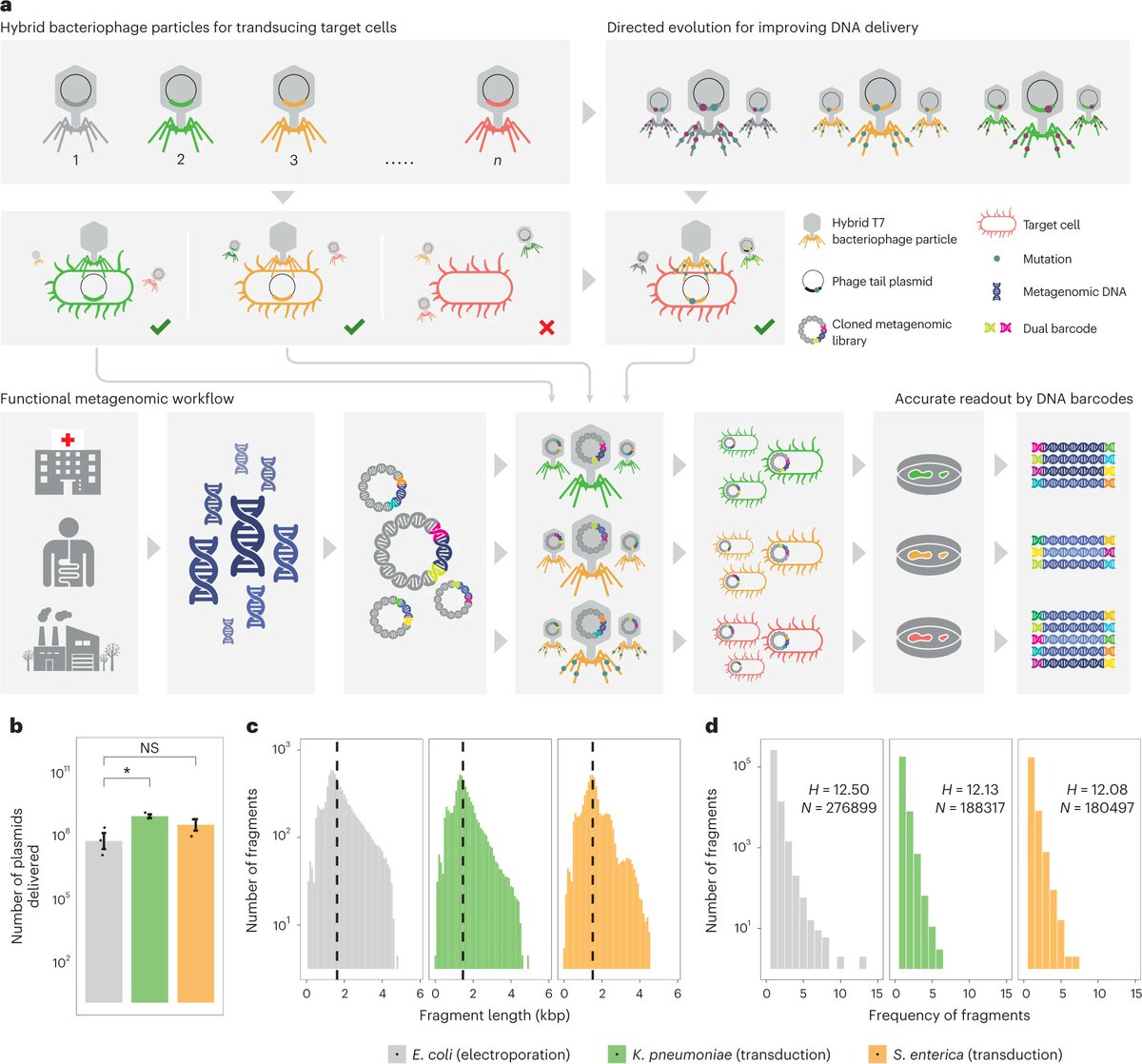 BalintKintsesLab (@kintseslab) on Twitter photo Years long hard work has finally borne fruit with our paper out in <a href="/NatureMicrobiol/">Nature Microbiology</a>! We studied antibiotic resistance #AMR by employing engineered #phages to deliver large DNA libraries into clinical strains together with <a href="/ApjokGabor/">GáborApjok</a> <a href="/SysbioS/">SysBio-Szeged</a>
Read more: rdcu.be/c5j34 Years long hard work has finally borne fruit with our paper out in <a href="/NatureMicrobiol/">Nature Microbiology</a>! We studied antibiotic resistance #AMR by employing engineered #phages to deliver large DNA libraries into clinical strains together with <a href="/ApjokGabor/">GáborApjok</a> <a href="/SysbioS/">SysBio-Szeged</a>
Read more: rdcu.be/c5j34