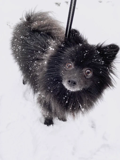 儚すぎる…雪の妖精……?#犬 #ポメラニアン 