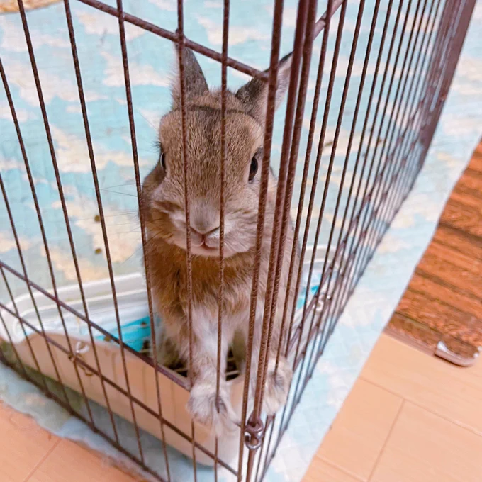 昼から飲んできた〜?!お留守番してたんだから撫でなさい! 