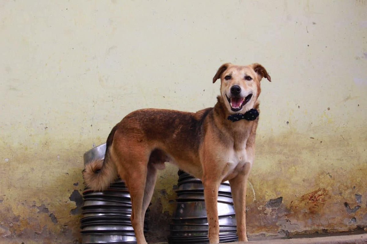 kawfoundation's tweet photo. Make our handsome furry, Neel, a part of your adventures this year!

Neel is our adorable 6-year-old indie boy. He is a big snugly baby, who is always calm. He’s vaccinated &amp; sterilised.

To #Adopt :
WhatsApp: +91 9560470202
https://t.co/8J4ZQJpHdv
https://t.co/OHxOx3EcFu
#FYP https://t.co/jjgZwaM5zT