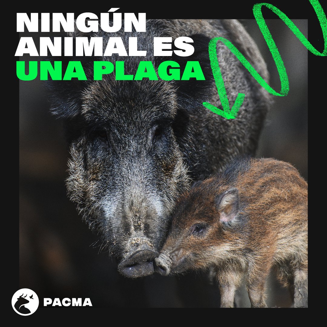 Los jabalís son criminalizados, perseguidos, capturados y ejecutados cruelmente por todo el país. ¡No son una plaga! Son víctimas de la complicidad de las administraciones con el sector de la caza.

Existen métodos éticos de control poblacional. ¡No a la caza! #StopCaza