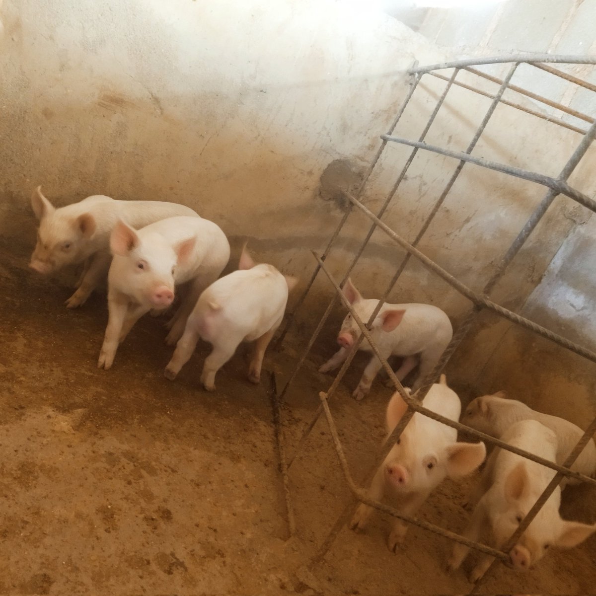 5 weeks today ... 🐷

Pure breed large white for sale 09090576990