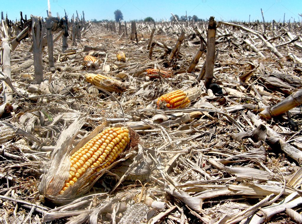 greentrustafric's tweet photo. ➡ Smallholder farming systems👨🌾in Sub-Saharan Africa are core to food security in the region, yet, they face significant challenges from post-harvest losses leading to wasted resources, reduced income & revenues, and food insecurity.
Read more ➡ https://t.co/FPqvs3QjVq https://t.co/4U9jJo2Rnv