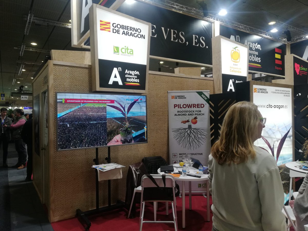 GrupoHenar's tweet photo. 📣En #FruitLogistica2023, @CITAAragon presenta el portainjerto sostenible #PILOWRED 🌱 para almendro y melocotón 🍑 

Entre sus propiedades destacan: 
✅Más productivo 
✅Fácil de injertar
✅Mayor seguridad
✅Más sostenible https://t.co/VfPFZI2bpn