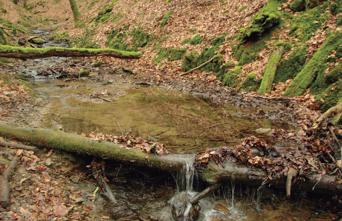1⃣ Además de servir para sentarnos si paseamos a orillas del río, los restos de madera muerta (troncos, ramas o árboles) juegan un papel relevante y beneficioso en la salud de su ecosistema.

🪵Aquí te explicamos por qué no conviene retirar la madera muerta de nuestros cauces👇🧵