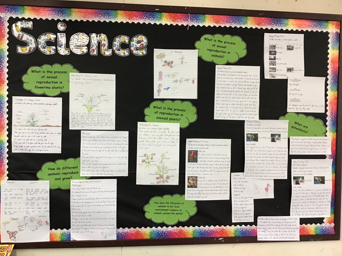 StBartsPri's tweet photo. Woodpecker Science unit complete. A beautiful display created using the children's work. https://t.co/WIy7DsVVib