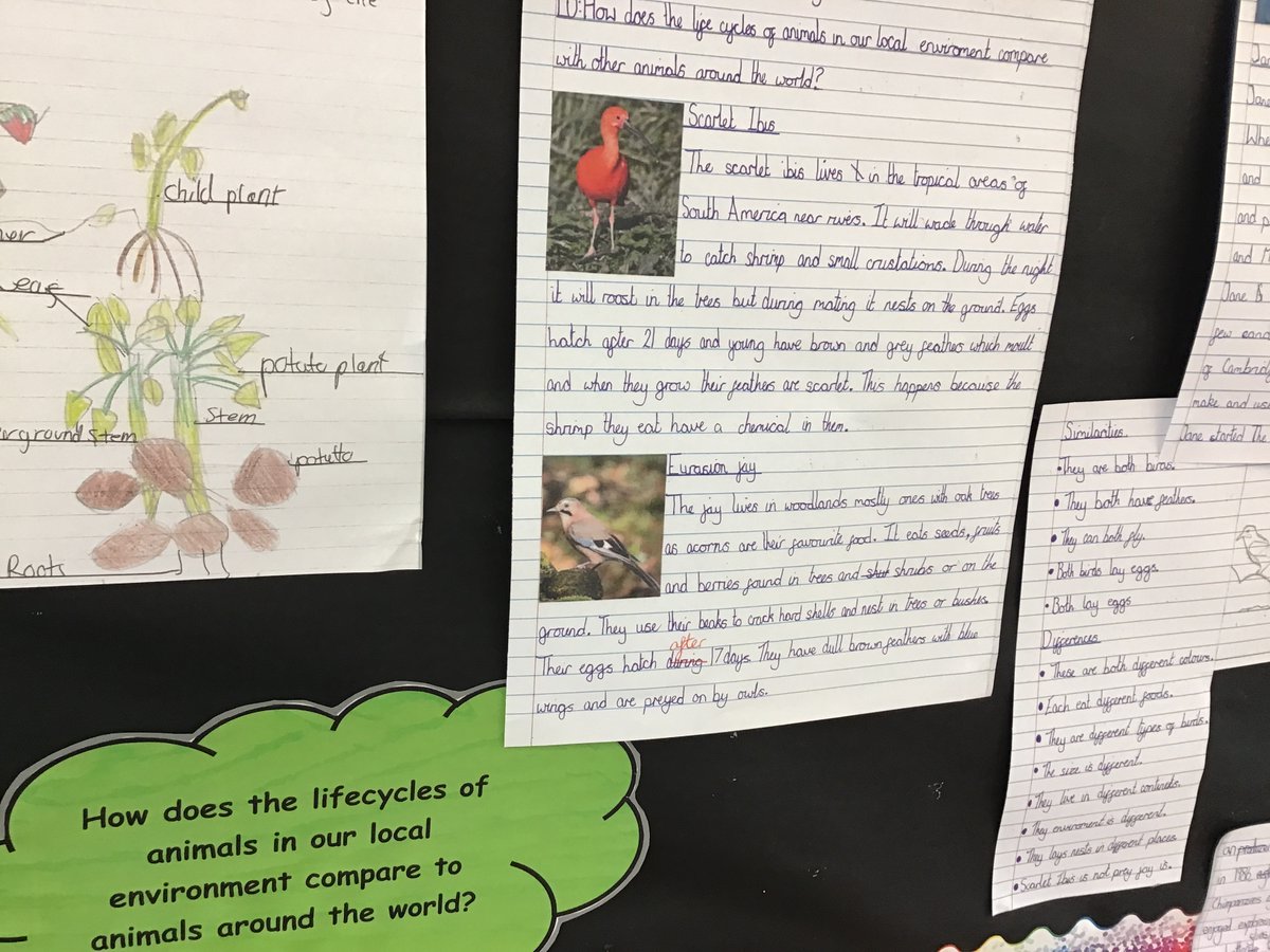 StBartsPri's tweet photo. Woodpecker Science unit complete. A beautiful display created using the children's work. https://t.co/WIy7DsVVib
