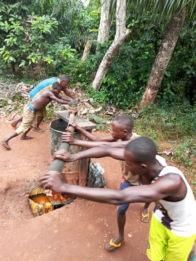 Enabel_en_RCA's tweet photo. Une mission conjointe (@Enabel_en_RCA
 et @MadrRca) vient de faire l'inventaire  plantations palmier à Huile (Lobaye, l’Ombella-M'Poko). Ensuite 45.000 graines germées palmier à huile distribuées. Accompagnement dans le cadre du projet #DevrurII financé par @UEenRCA #fondsbêkou. https://t.co/lBBcZyqsyF