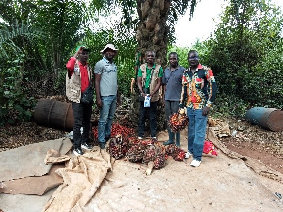 Enabel_en_RCA's tweet photo. Une mission conjointe (@Enabel_en_RCA
 et @MadrRca) vient de faire l'inventaire  plantations palmier à Huile (Lobaye, l’Ombella-M'Poko). Ensuite 45.000 graines germées palmier à huile distribuées. Accompagnement dans le cadre du projet #DevrurII financé par @UEenRCA #fondsbêkou. https://t.co/lBBcZyqsyF