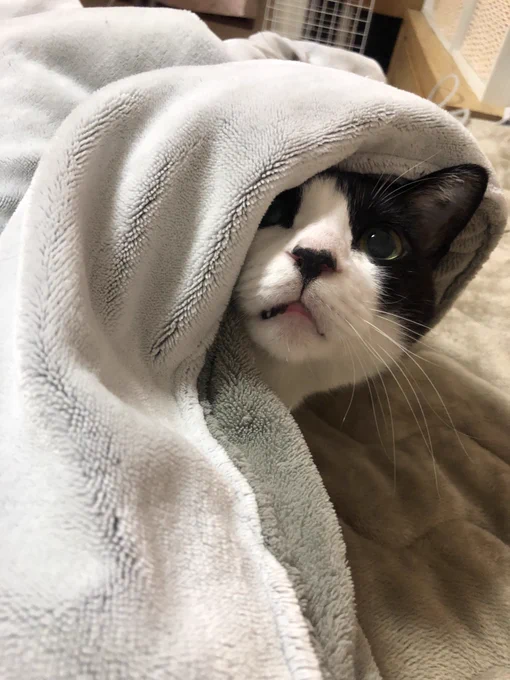コタツがぬるいと文句を言いにきたねこです 