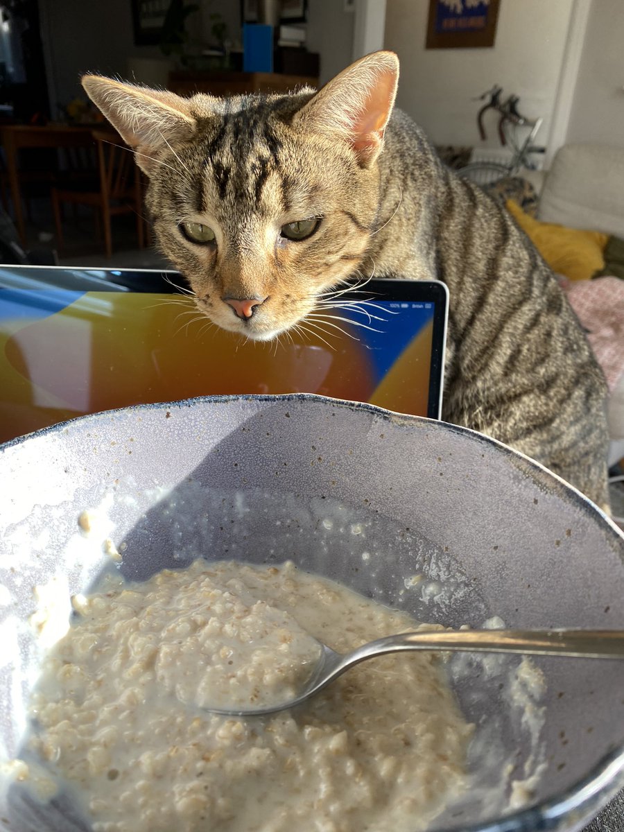 Ash Sarkar on Twitter "Cat’s obsessed with porridge."