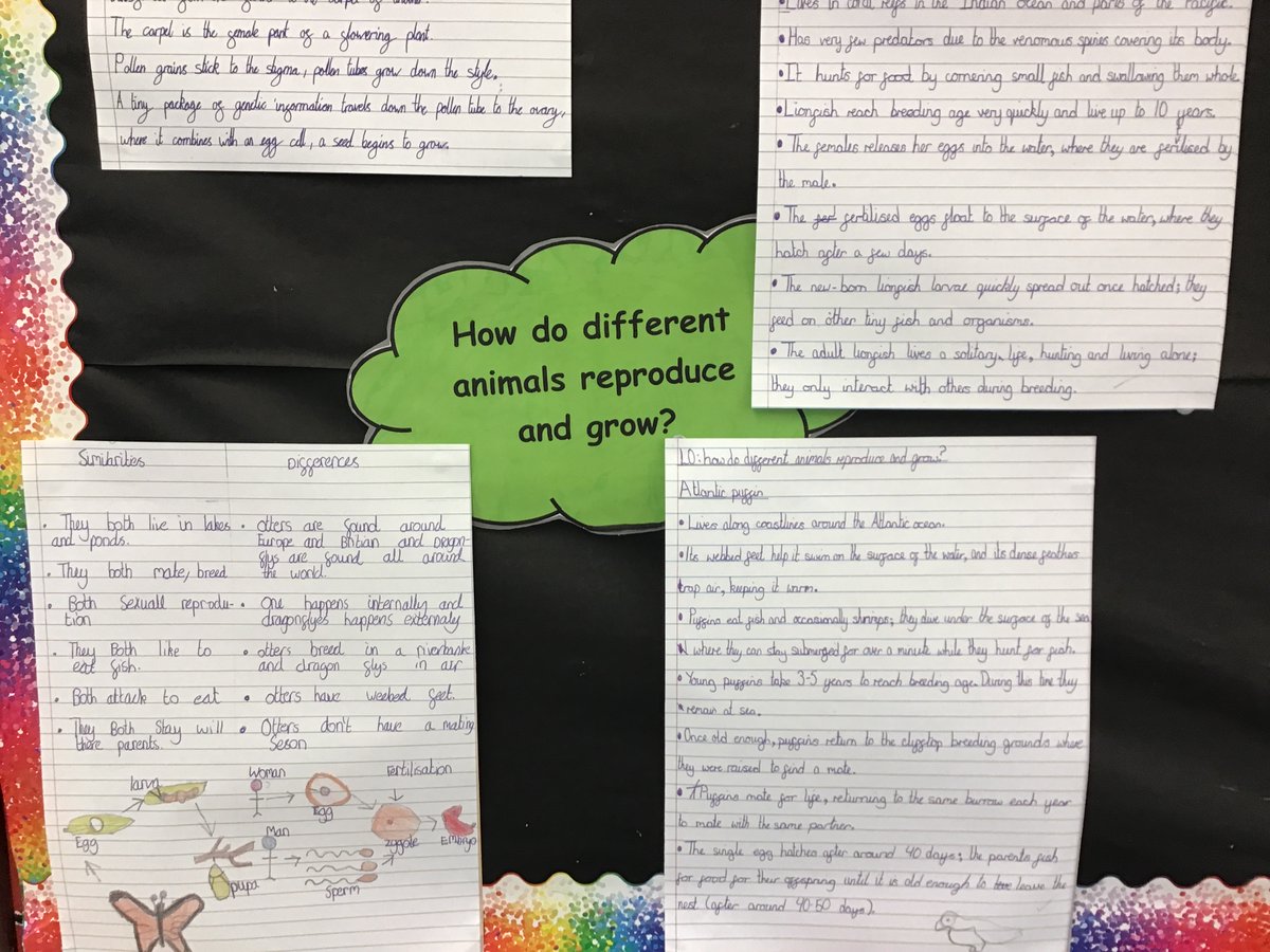 StBartsPri's tweet photo. Woodpecker Science unit complete. A beautiful display created using the children's work. https://t.co/WIy7DsVVib