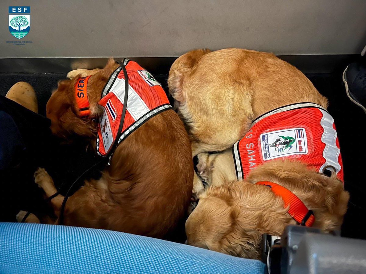 RonallChersan's tweet photo. 🛫 ภาพบรรยากาศ ระหว่างสุนัข K9 ทั้งสองตัวของไทย กำลังเดินทางไปช่วยผู้ได้รับผลกระทบและค้นหาผู้สูญหายจากแผ่นดินไหวที่ตุรกี ที่ทางเพจ K9 : USAR Thailand นำมาเผยแพร่

ตอนนี้คาดว่าน้องๆทั้ง 2 ตัวน่าจะถึงพื้นที่เป้าหมายปฏิบัติภารกิจที่สำคัญนี้แล้ว

สู้ๆนะเจ้าสี่ขาจากประเทศไทย ❤️ https://t.co/yOld2VARDE