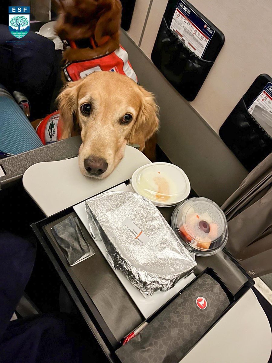 RonallChersan's tweet photo. 🛫 ภาพบรรยากาศ ระหว่างสุนัข K9 ทั้งสองตัวของไทย กำลังเดินทางไปช่วยผู้ได้รับผลกระทบและค้นหาผู้สูญหายจากแผ่นดินไหวที่ตุรกี ที่ทางเพจ K9 : USAR Thailand นำมาเผยแพร่

ตอนนี้คาดว่าน้องๆทั้ง 2 ตัวน่าจะถึงพื้นที่เป้าหมายปฏิบัติภารกิจที่สำคัญนี้แล้ว

สู้ๆนะเจ้าสี่ขาจากประเทศไทย ❤️ https://t.co/yOld2VARDE