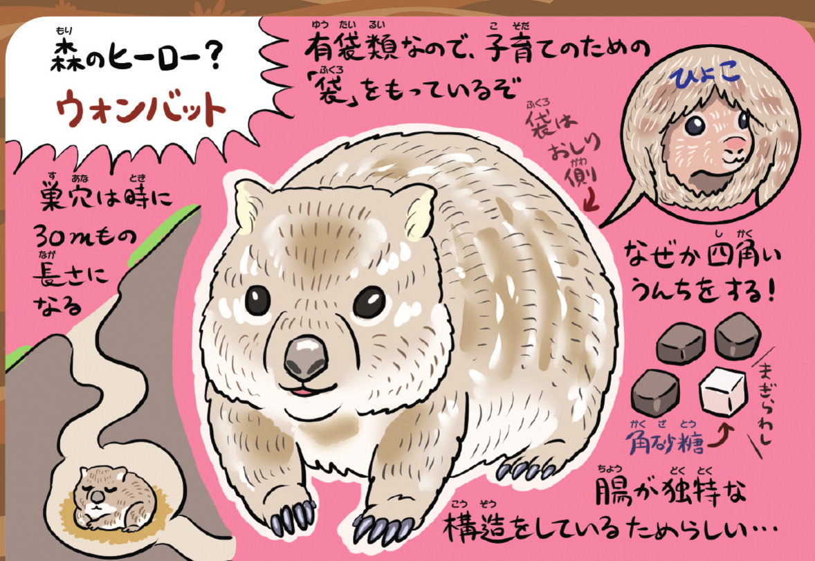 『ゆかいないきもの超図鑑』にも描いた、サイコロや角砂糖のような四角いうんちをするウォンバット。その理由は腸の構造にある可能性が高いという。おしりに袋がある有袋類であることも、腸の独特な構造になにか関係しているのかもしれない。 
