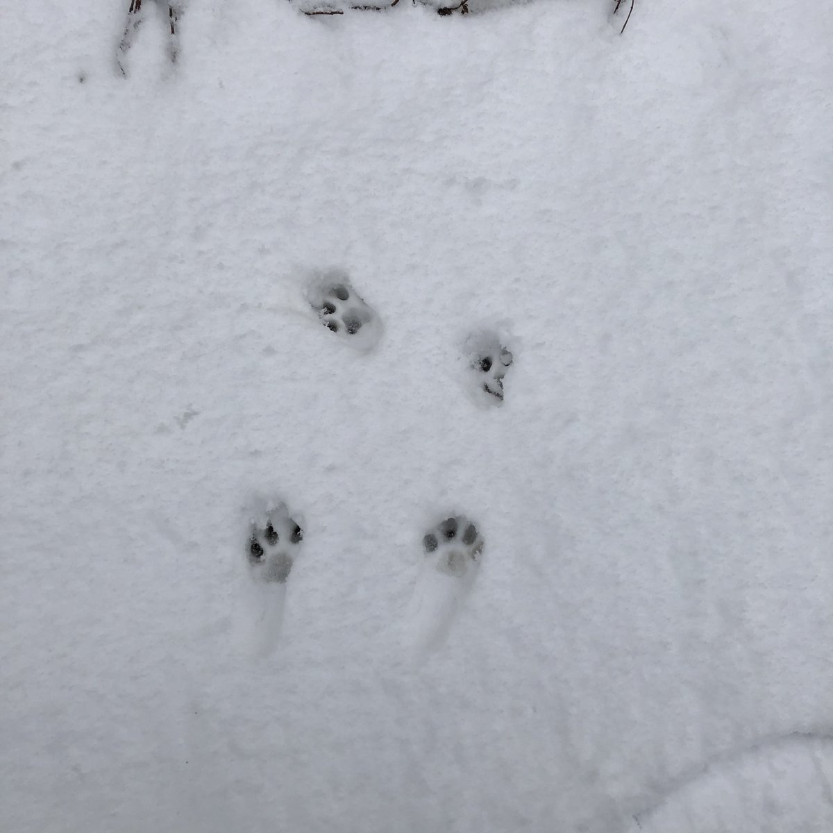 PugwashP's tweet photo. 雪 https://t.co/eZLi0emvyv