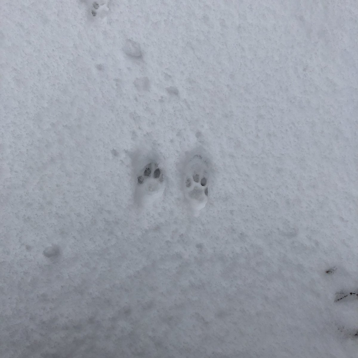 PugwashP's tweet photo. 雪 https://t.co/eZLi0emvyv