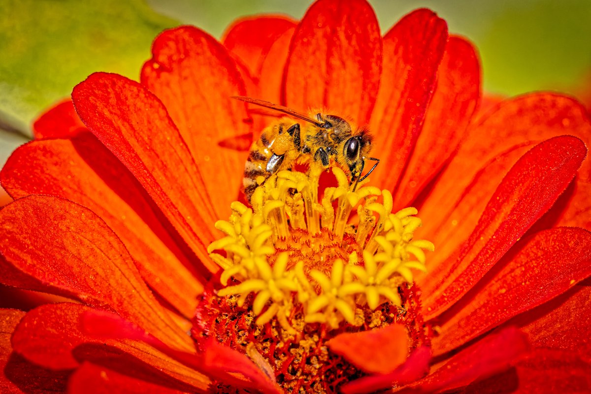 #SanValentino è alle porte. 💚  Ecco alcuni consigli per vivere questa giornata in maniera #sostenibile ✅  e raccontarvi di 🐝🍯#ImpolliniAMO di #3Bee, un’idea perfetta per un #regalo simbolo d’amore. 🎁⬇
tuttenotizie.it/come-poter-con…