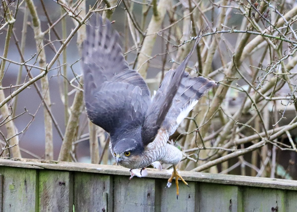 aswildlifepics's tweet photo. Sparrowhawk in the garden this morning. Amazing to see, but not so for the pigeon it had ambushed. #sparrowhawk #twitternaturecommunity #ukbirdsofprey https://t.co/ieXdyVLHn1