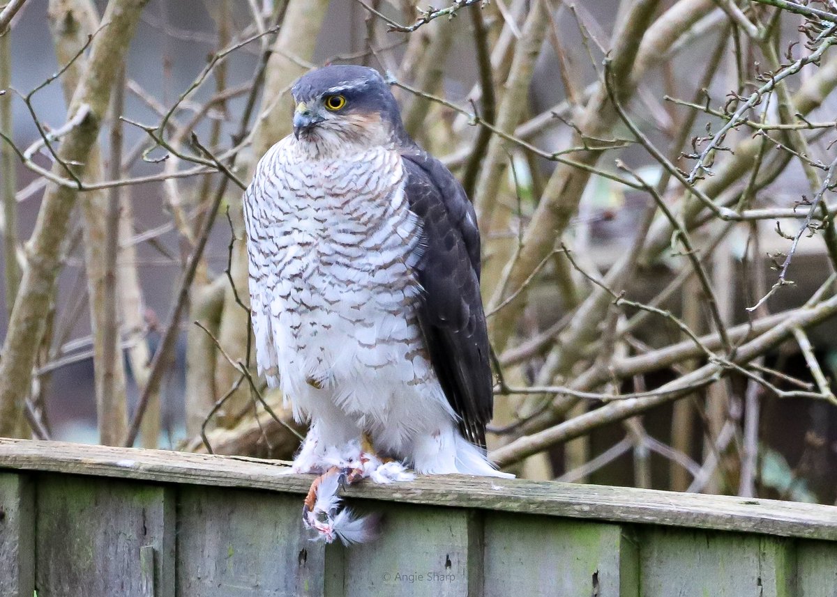 aswildlifepics's tweet photo. Sparrowhawk in the garden this morning. Amazing to see, but not so for the pigeon it had ambushed. #sparrowhawk #twitternaturecommunity #ukbirdsofprey https://t.co/ieXdyVLHn1