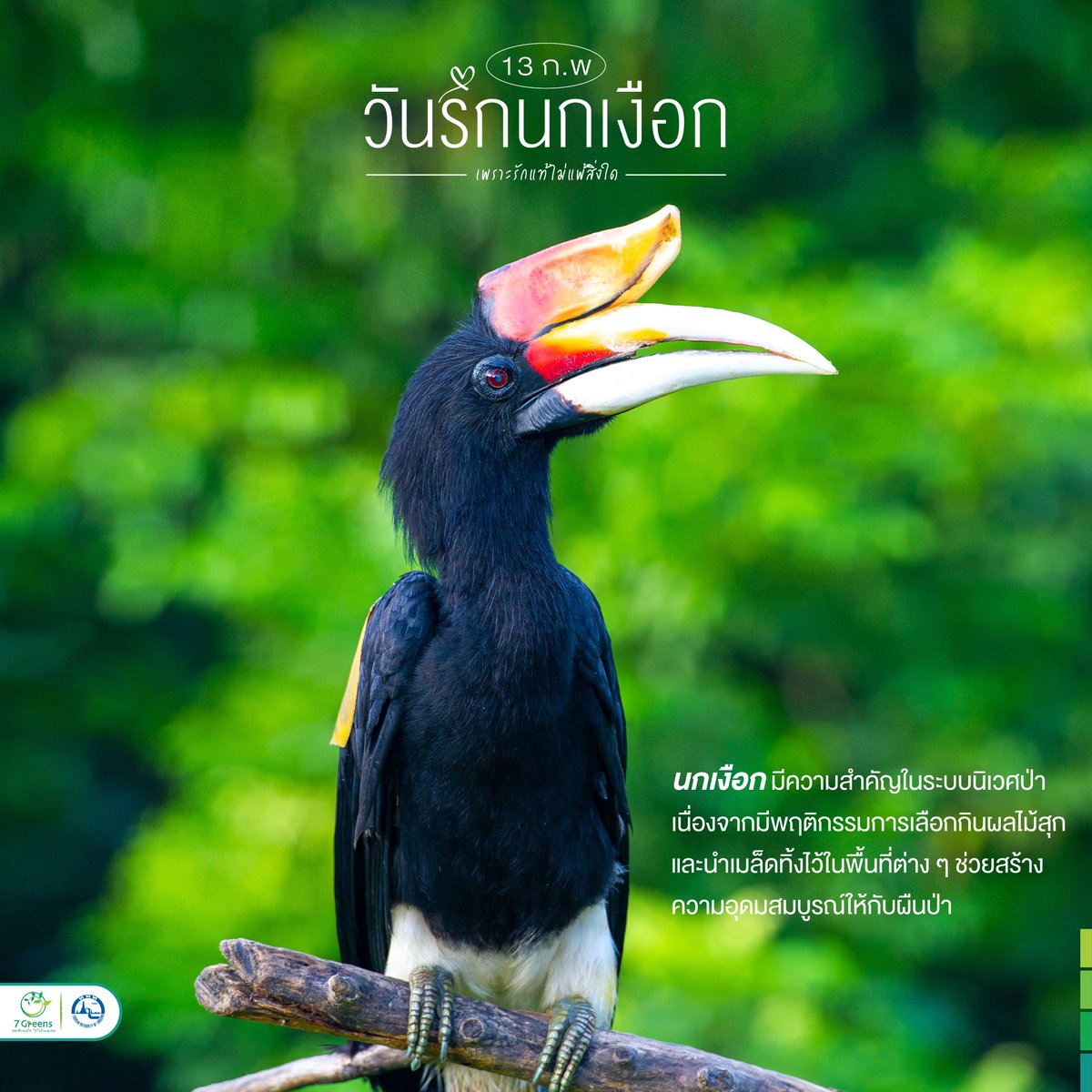 7GreensTH's tweet photo. 13 กุมภาพันธ์ #วันรักนกเงือก (Love Hornbills Day) 💚

#นกเงือก เป็นสัตว์ที่มีความสำคัญต่อระบบนิเวศเป็นอย่างมาก เนื่องจากเป็นสัตว์ที่มีพฤติกรรมเลือกกินผลไม้สุก และนำเมล็ดทิ้งไว้ในพื้นที่ต่าง ๆ ซึ่งเป็นพฤติกรรมที่ช่วยสร้างความอุดมสมบูรณ์ให้กับผืนป่าได้

#เที่ยวใส่ใจ
#7Greensกับททท https://t.co/BmDuS3ec68