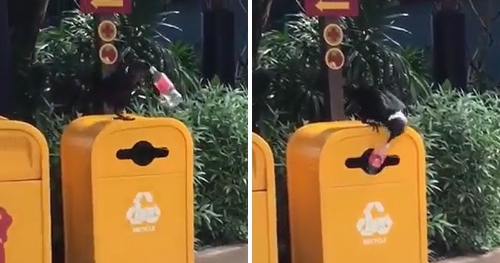 Litterwatch1's tweet photo. Well if the #birds can #recycle, then so can we! β»οΈβ»οΈβ»οΈ
#litterwatch #recyclereducereuse #LessPlastics #plasticpollution https://t.co/509zqTWfnH