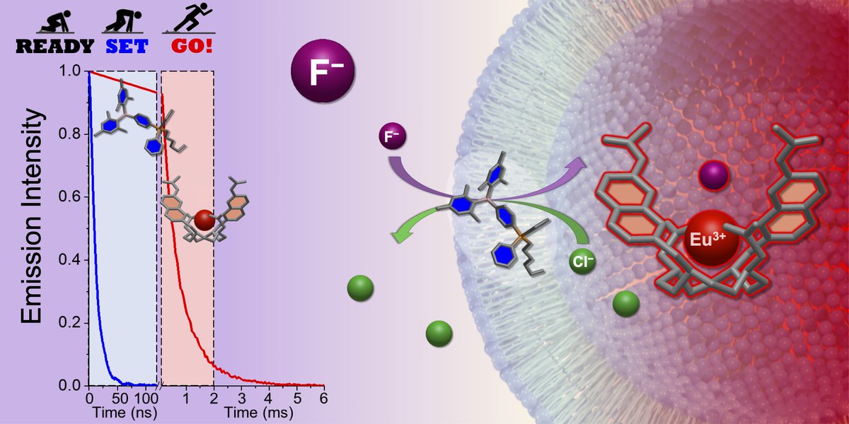 Transmembrane Transport of Fluoride Studied by Time-Resolved Emission Spectroscopy. Congratulations to @AlessioCataldo5 for his 1st first-author preprint, in collaboration with @Steve_JButler @Francois_Gabbai and Vladimir Sindelar. doi.org/10.26434/chemr…