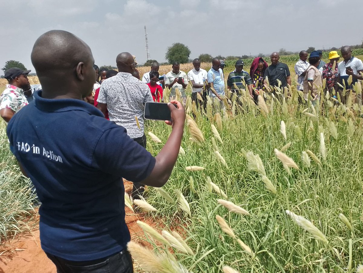 FAO in Kenya on Twitter ".FAOKenya under the Livestock Feed Commercialization Project funded