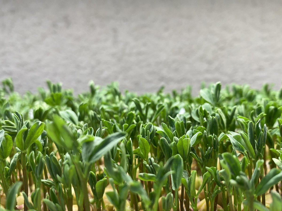 porporalighting's tweet photo. ¿Alguna vez te has preguntado por qué los microverdes crecen tan bien en la luz del sol? La razón es que la luz del sol es un espectro completo, lo que significa que contiene todas las longitudes de onda de luz visible y no visible que las plantas necesitan para prosperar. https://t.co/pzvut8xHo9