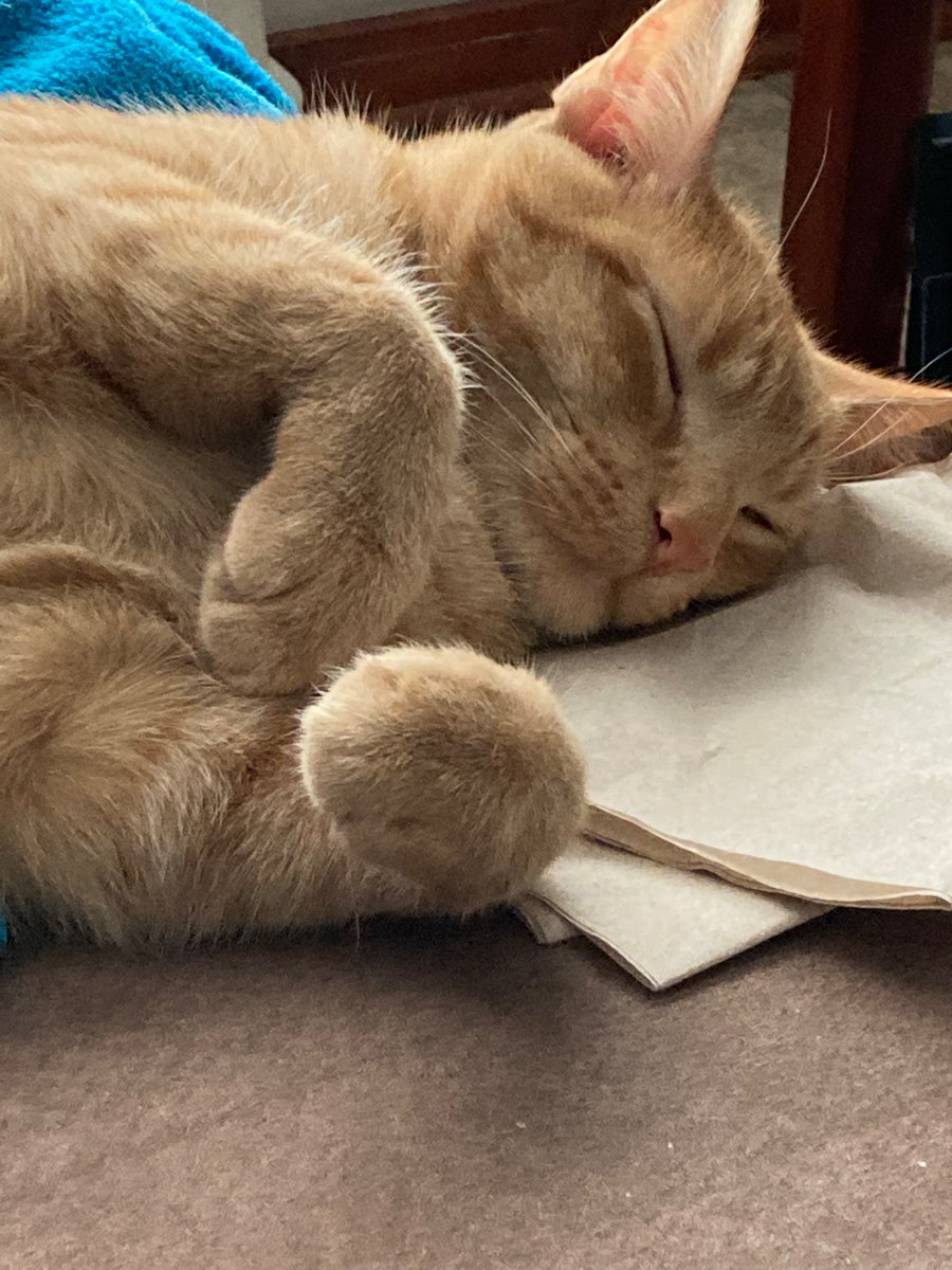 offpanelpod's tweet photo. @TabiWritesStuff My cat Marmalade wishes you a good morning! https://t.co/baJpKz8W4k