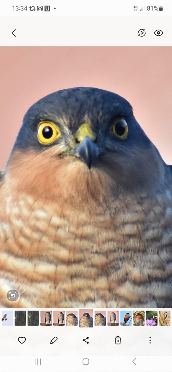davidsharpe007's tweet photo. @sykesjeff @RSPBConwy The last thing the pigeon saw #sprawk https://t.co/3KejsdHIsj