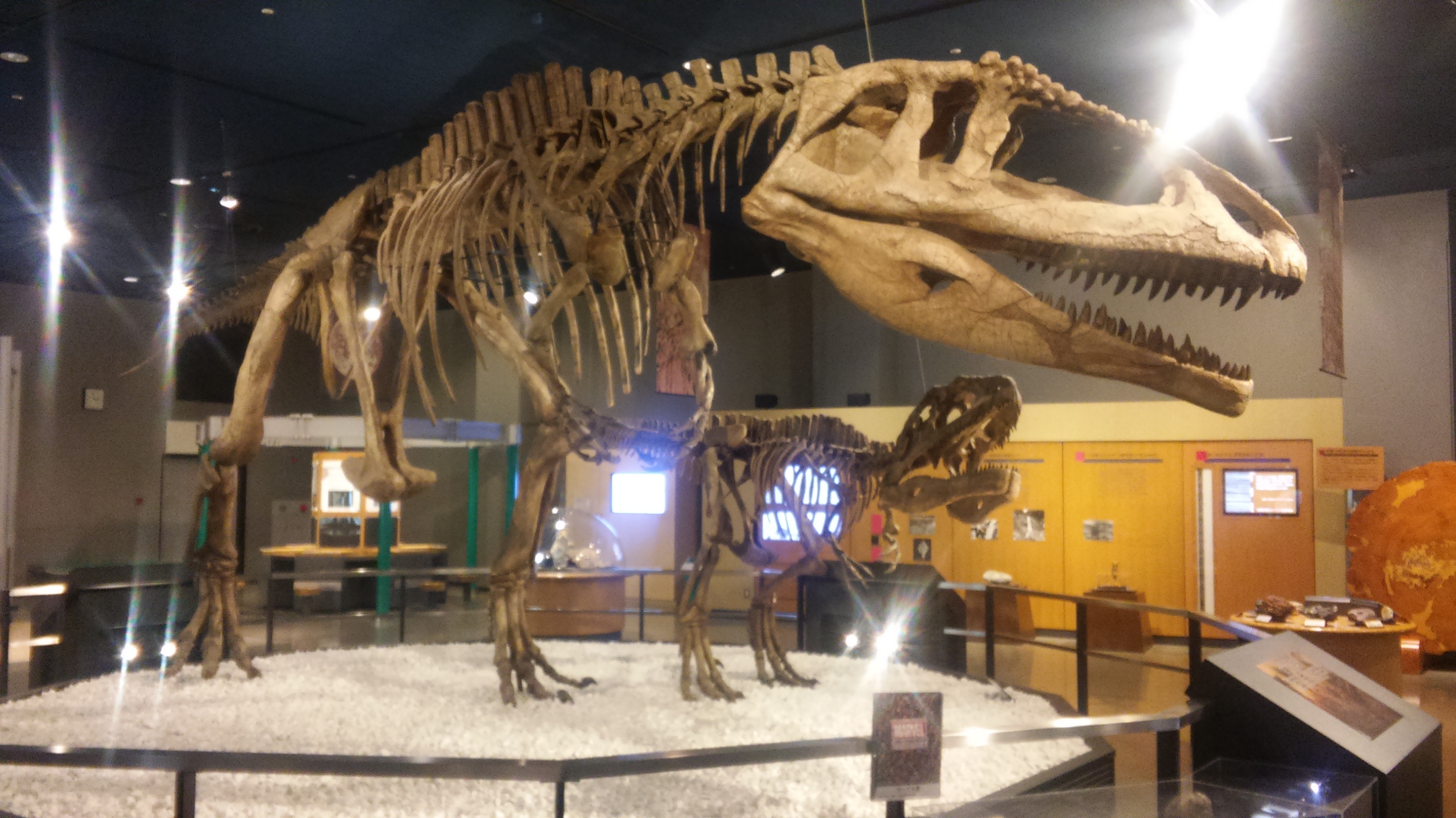 期間限定レア 白亜紀・恐竜時代に生息したウミガメの骨化石!!