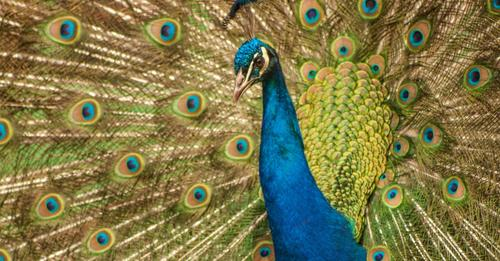 explore_rte's tweet photo. Why some birds have different feather colours for males and females. Via RTÉ Brainstorm https://t.co/QfIjwlEP0j