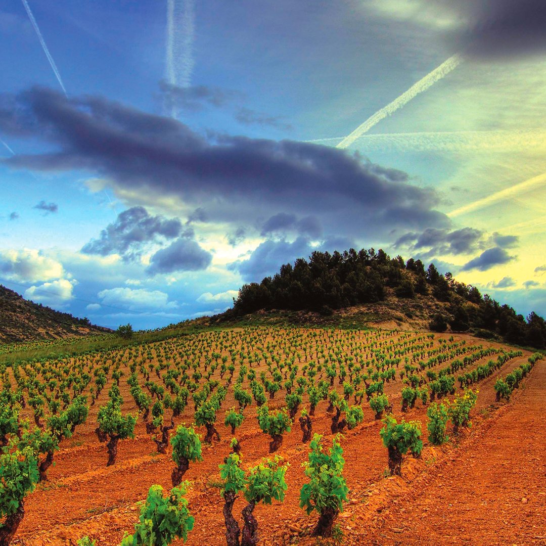 There's a quiet revolution going on in Spain's most famous wine region In this troubled age, it is rare to find a development that everyone can applaud, unequivocally, but there might just be one in Spain – the rising ascendancy of Rioja Blanco!!
#wine #wines #winevideo