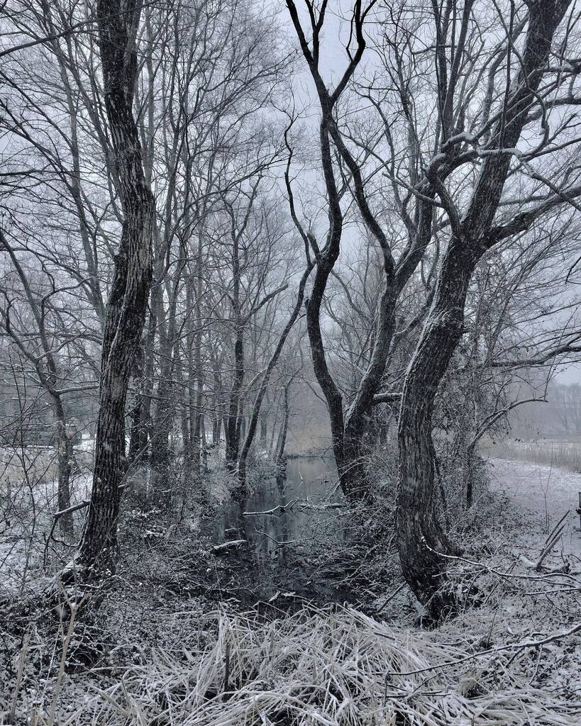 takuji_ichikawa's tweet photo. It snowed today.
#snowpic https://t.co/Uqrv4kyFj4