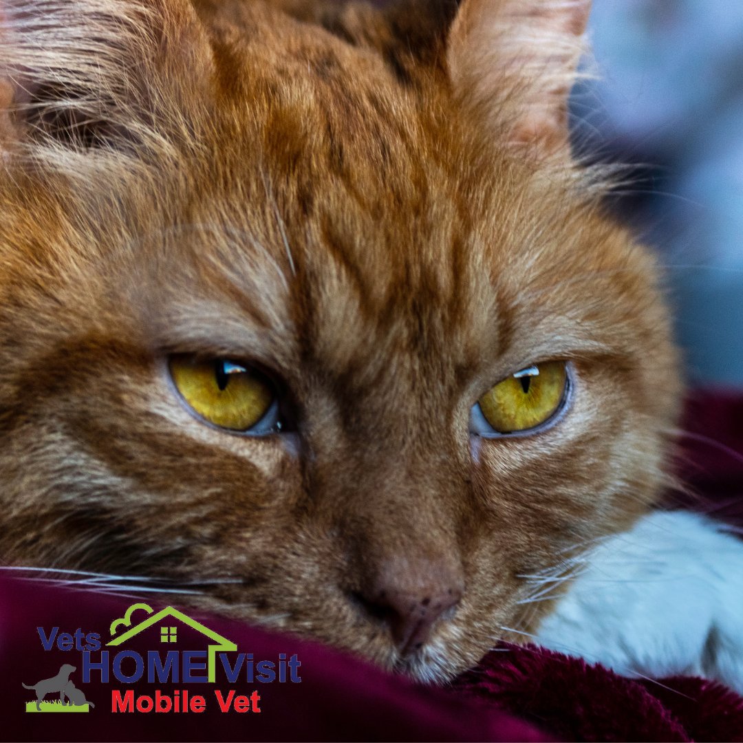 VetsHomeVisit's tweet photo. Knowing when it's time to say 'Goodbye' You know your cat better than anyone else, so try to make a reasoned judgement on his or her quality of life.
📱 07729 379141
💻 https://t.co/t8ChMO72SS
#peteuthanasia #euthanasiaforpets https://t.co/HqWL9JOh6A